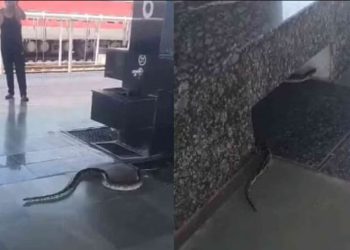 रेलवे स्टेशन पर निकला अजगर, यात्रियों में मची अफरा-तफरी, वीडियो वायरल, पहुंची वन विभाग की टीम