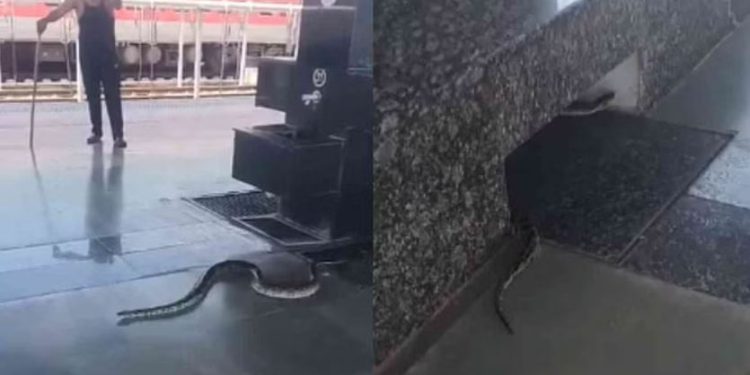 रेलवे स्टेशन पर निकला अजगर, यात्रियों में मची अफरा-तफरी, वीडियो वायरल, पहुंची वन विभाग की टीम