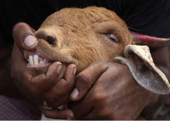 UP: बिजनौर में कैसे पकड़ में आएंगे गुलदार? जब पिंजड़ों से बकरे ही चुरा ले जा रहे लोग