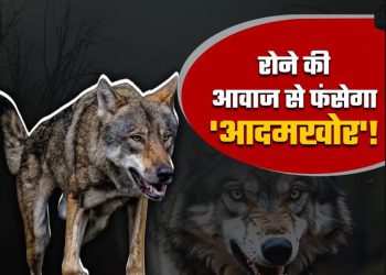 न पिंजड़े, न ड्रोन, न जाल… अब रोने की आवाज से फंसाया जाएगा आदमखोर भेड़िया