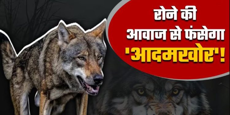 न पिंजड़े, न ड्रोन, न जाल… अब रोने की आवाज से फंसाया जाएगा आदमखोर भेड़िया