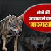 न पिंजड़े, न ड्रोन, न जाल… अब रोने की आवाज से फंसाया जाएगा आदमखोर भेड़िया