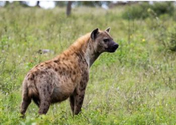 गांव में पहुंचा लकड़बग्घा, भेड़िया समझ गांव वालों ने घेरा; रेस्क्यू में जुटा वन विभाग