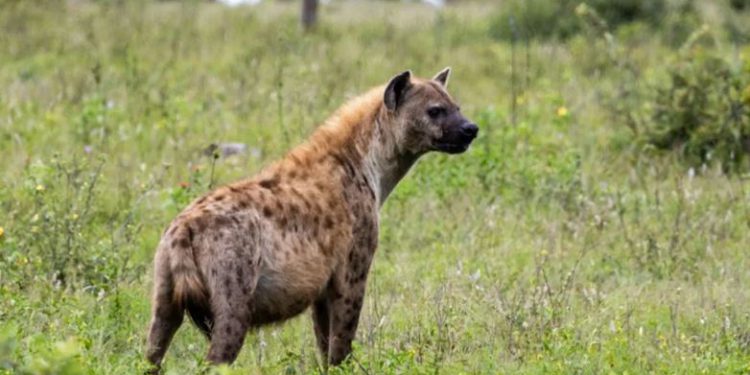 गांव में पहुंचा लकड़बग्घा, भेड़िया समझ गांव वालों ने घेरा; रेस्क्यू में जुटा वन विभाग