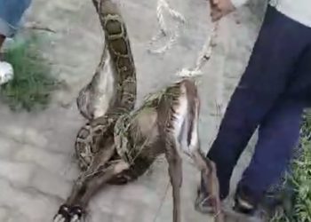 10 फुट लंबे अजगर ने नीलगाय के बच्चे को मुंह से निकलने का किया प्रयास, वन विभाग की टीम ने मौके से अजगर को किया रेस्क्यू