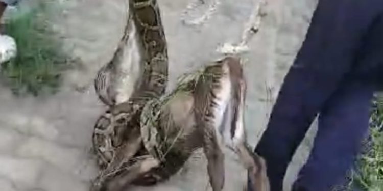 10 फुट लंबे अजगर ने नीलगाय के बच्चे को मुंह से निकलने का किया प्रयास, वन विभाग की टीम ने मौके से अजगर को किया रेस्क्यू