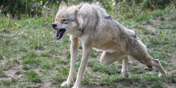 बहराइच में लंगड़े ‘आदमखोर’ का अंत, बकरी का शिकार करने आया था छठा भेड़िया… खुद हो गया शिकार