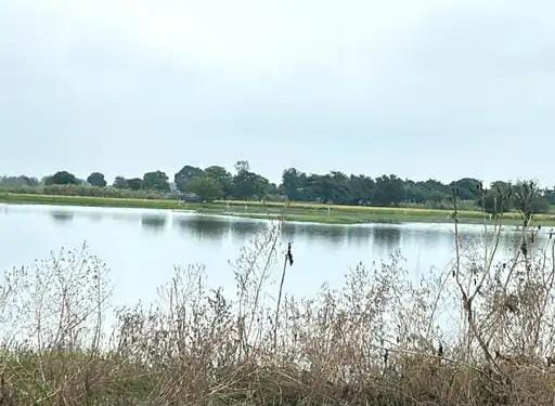 जेवर में रजवाहे के पानी से 150 बीघा से ज्यादा फसल हुई नष्ट, किसानों ने सरकार से लगाई मुआवजे की गुहार