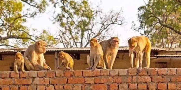 हाथरस में एक साथ 145 बंदरों की मौत, FCI गोदाम में मृत पड़े मिले सभी; कैसे गई जान?