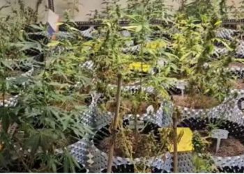 वेब सीरीज देखकर शख्स ने फ्लैट में किया ये काम, 100 दिन में कमा डाले 12 लाख रुपए, जानें क्या है पूरा मामला