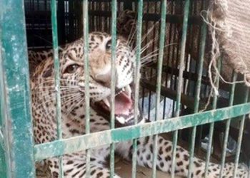 नैनीताल सिलौटी में पिंजरे में कैद हुआ गुलदार, ग्रामीणों ने ली राहत की सांस