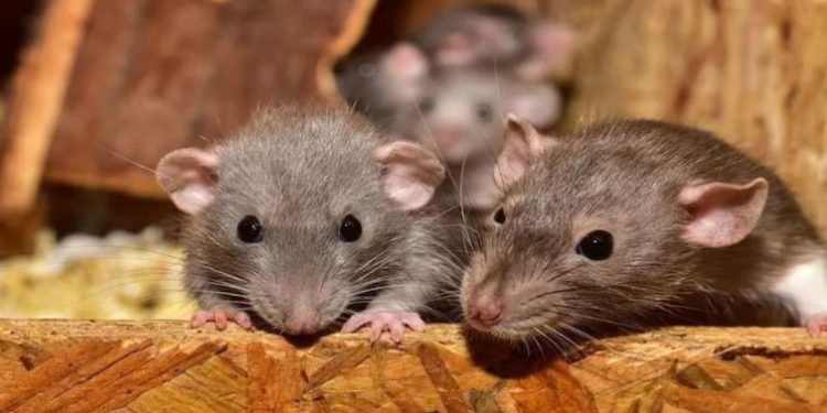 लेखपाल से घूस में मिले नोट हेड कॉन्स्टेबल ने बदल दिए, कोर्ट में बोला- थाने में रखे रुपये चूहों ने कुतर दिए