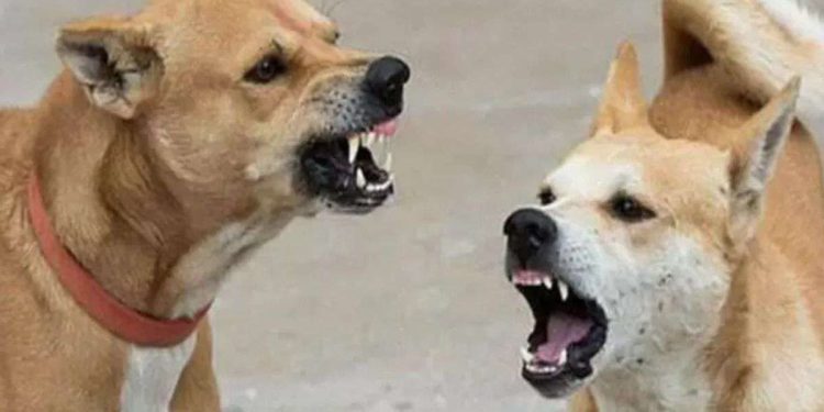 सहारनपुर में खूंखार कुत्तों ने 9 साल के बच्चे को नोचा, मौत