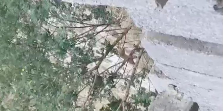 नोएडा की इस सोसायटी में ‘तेंदुए’ की दहशत, देर रात तक चला सर्च ऑपरेशन, फिर पता चला ये तो…