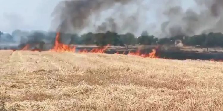 नोएडा में लगी भीषण आग, 6 किसानों की 20 बीघा फसल जलकर राख, देर से पहुंचे फायर ब्रिगेड वाले