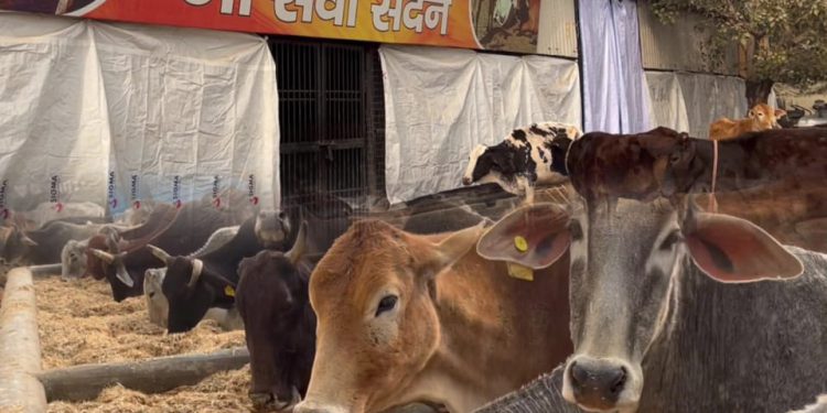 पशुओं के उपचार एवं उनके व्यवहार निरीक्षण के लिए पशु चिकित्सक की तैनाती