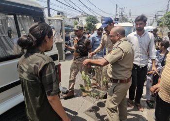 फॉरेस्‍ट की टीम ने चिकन सेंटर पर मारा छापा, पिंजरे में रखे मिले दर्जनों तोते; मच गया हड़कंप