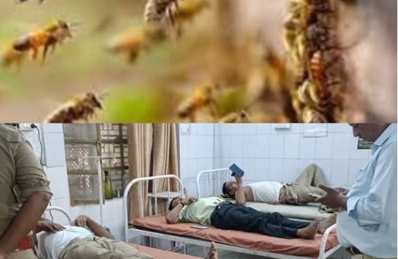 मिर्जापुर में 54 दारोगा को मधुमक्खियों ने काटा, 4 की हालत गंभीर; ट्रेनिंग के लिए आए थे जंगल