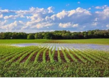 फेक लोगों में बांट दी 326 बीघा सरकारी जमीन, संभल में लेखपालों ने कैसे किया ये ‘खेल’? 7 साल बाद 4 अरेस्ट