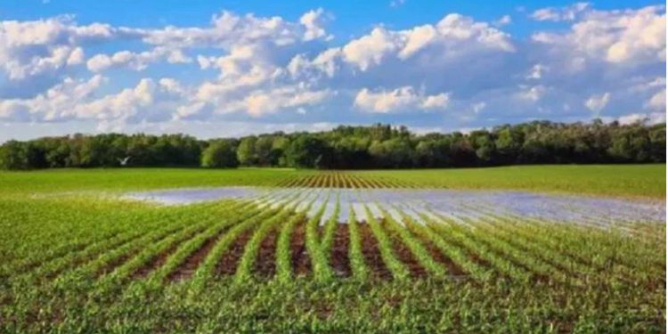 फेक लोगों में बांट दी 326 बीघा सरकारी जमीन, संभल में लेखपालों ने कैसे किया ये ‘खेल’? 7 साल बाद 4 अरेस्ट