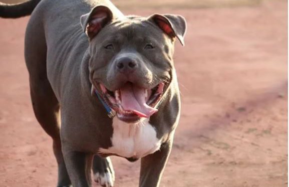 नोएडा में पिटबुल कुत्तों के भौंकने पर पड़ोसी ने मारा चाकू, बचाने आए दुकानदार के बच्चों पर भी किया हमला