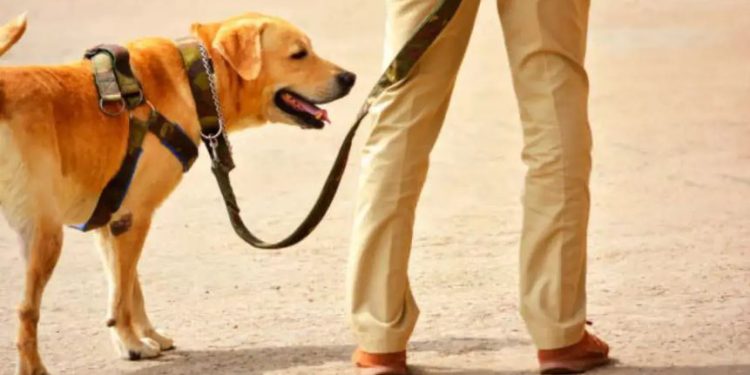 कुत्ता बांधने को कहा, तो मालिक ने मार दी गोली, दूसरे मामले में डॉग को डांटा, तो काट दी नाक