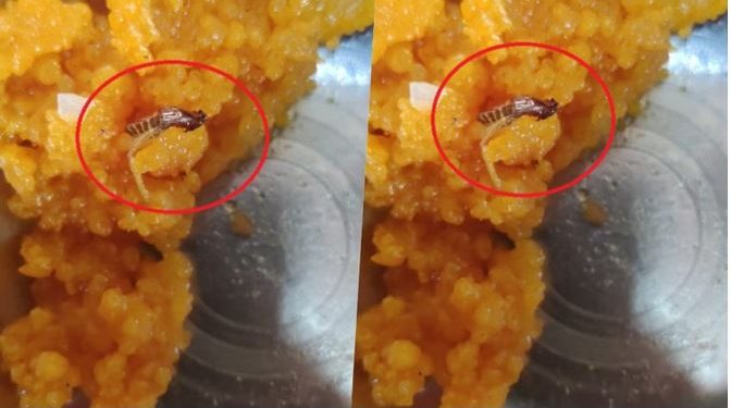 गजब हाल है! ग्रेनो में स्वतंत्रता दिवस समारोह में बांटे गए लड्डू, अंदर से निकला मरा हुआ कॉकरोच