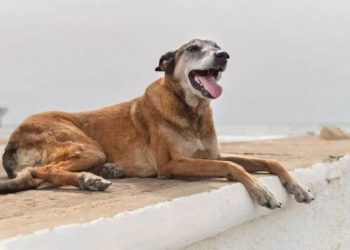 एक महीने पहले कुत्ते ने काटा, लेकिन लड़के ने छिपाई ये बात, अचानक बिगड़ी तबीयत, रेबीज से मौत