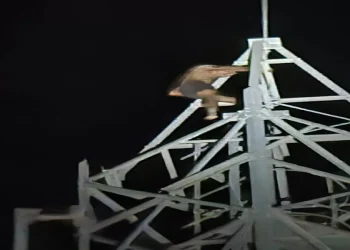 औरैया में शोले का ‘वीरू’… पहली पत्नी के रहते दूसरी लाने की जिद, टावर पर चढ़ गया युवक; कहा- शादी कराओ