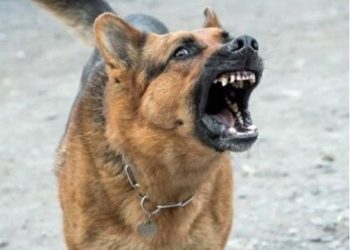 इंसान की तरह कुत्तों को भी हो सकती है उम्रकैद! प्रयागराज में डॉग अटैक की घटना को रोकने के लिए उठाया गया ये कदम