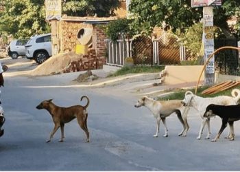 कुत्ते ने दौड़ाया तो बाइक से गिर गए बैंक मैनेजर, फिर नगर निगम की गाड़ी ने कुचल दिया सिर, मौके पर मौत