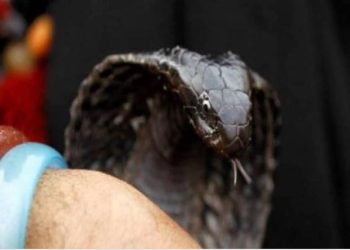 कानपुर: बहू को कमरा बंद करके सांप से डसवाते रहे, अंदर से वो चीखती रही, बाहर सब हंसते रहे