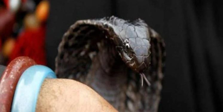 कानपुर: बहू को कमरा बंद करके सांप से डसवाते रहे, अंदर से वो चीखती रही, बाहर सब हंसते रहे