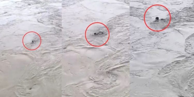 बागपत में ‘मौत की शर्त’, 500 रुपये के लिए उफनती यमुना में कूदा युवक