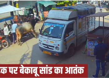 अलीगढ में सांड का आतंक, दो लोगों को सींग पर उठाकर जमीन पर पटका; हुई मौत