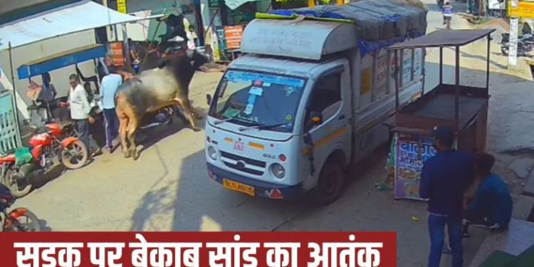 अलीगढ में सांड का आतंक, दो लोगों को सींग पर उठाकर जमीन पर पटका; हुई मौत