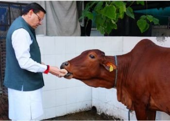 गोवर्धन पर्व पर सीएम धामी ने की गायों की पूजा, कहा- निराश्रित गोवंश के लिए 54 गौ सदनों का हो रहा निर्माण