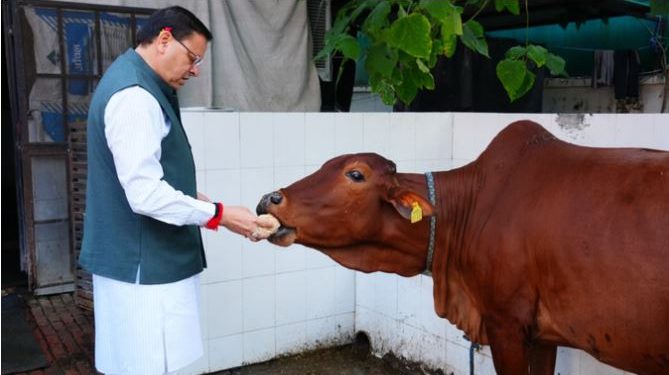 गोवर्धन पर्व पर सीएम धामी ने की गायों की पूजा, कहा- निराश्रित गोवंश के लिए 54 गौ सदनों का हो रहा निर्माण
