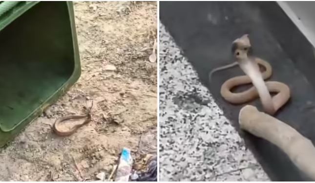 लिफ्ट में फन फैलाए बैठा रहा कोबरा; नोएडा की सोसाइटी में मचा हड़कंप