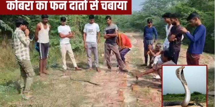 कोबरा ने डसा तो पुनीत वर्मा ने गुस्से में फन ही चबा डाला… युवक बच गया, सांप ने तोड़ा दम