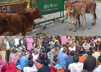 ग्रेटर नोएडा प्राधिकरण गेट पर सेव एनिमल टीम का जोरदार प्रदर्शन, घायल गोवंश के लिए नज़दीकी गौशाला की मांग
